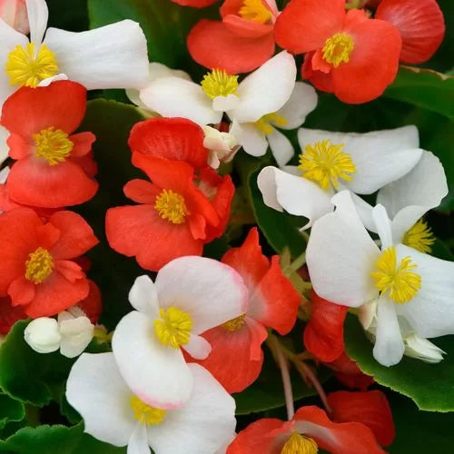 red white flower seeds