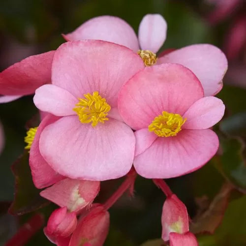 pink pink flower seeds