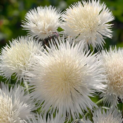 white the flower seeds