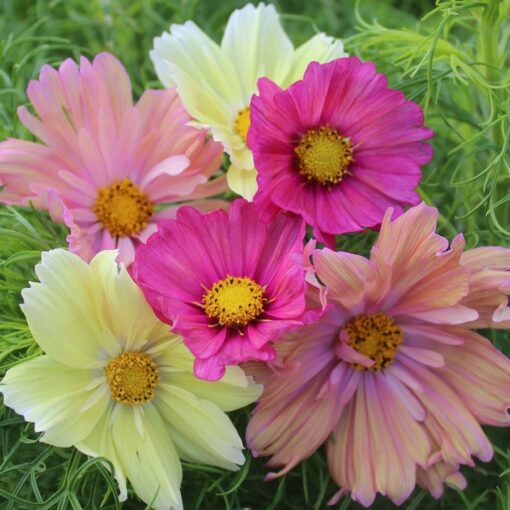 cotton candy flower seeds