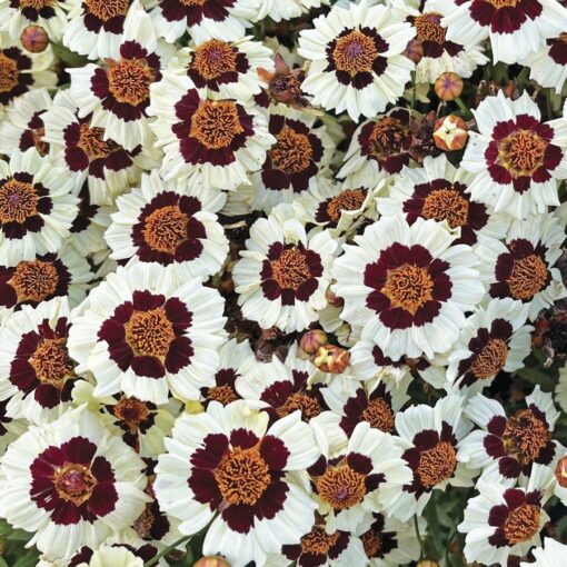 cream red flower seeds