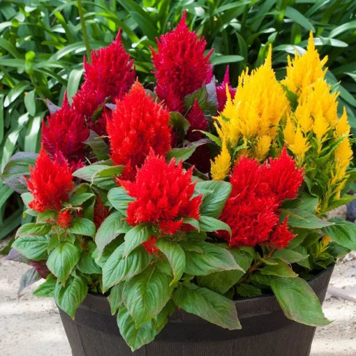 bright sparks flower seeds