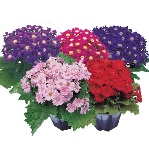 cineraria mix flower seeds