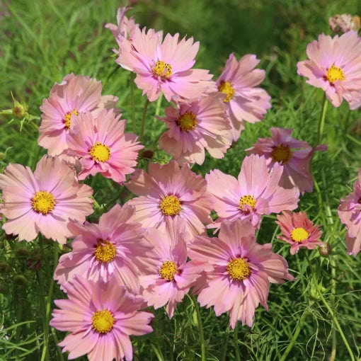 peach apricotta flower seeds