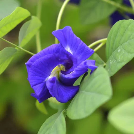 blue blue flower seeds