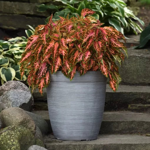 coral candy flower seeds