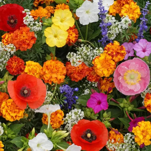 deer resistant flower seeds