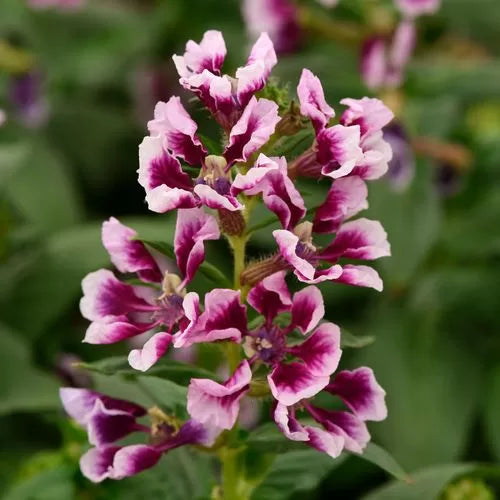 lavender purple flower seeds