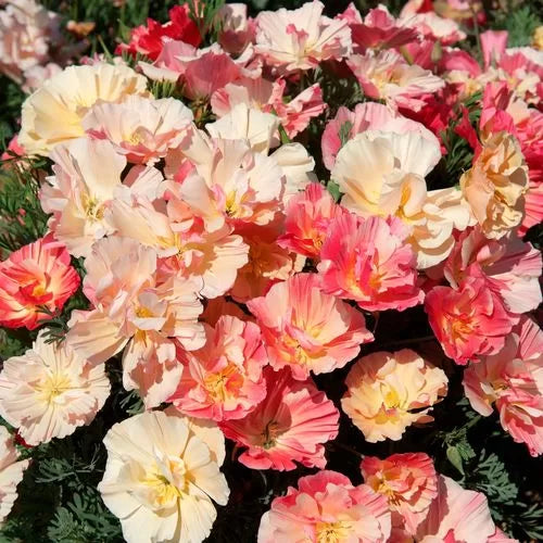 pink appleblossom flower seeds