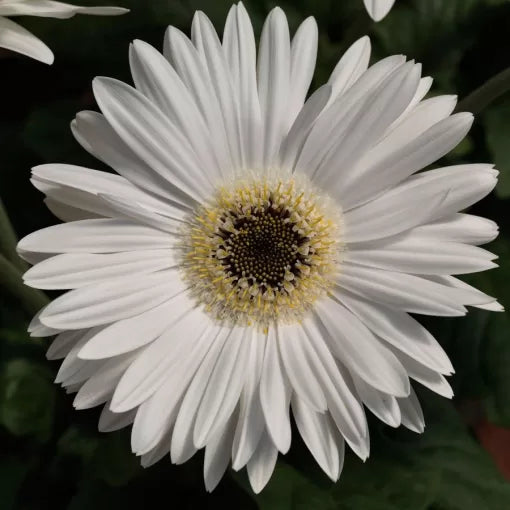 white white flower seeds