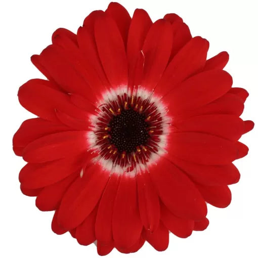 red red flower seeds