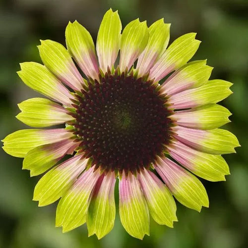 prairie blaze flower seeds