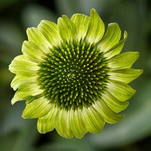 green green flower seeds