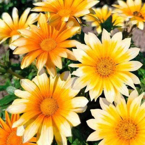 yellow white flower seeds