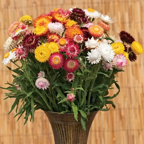 king size flower seeds