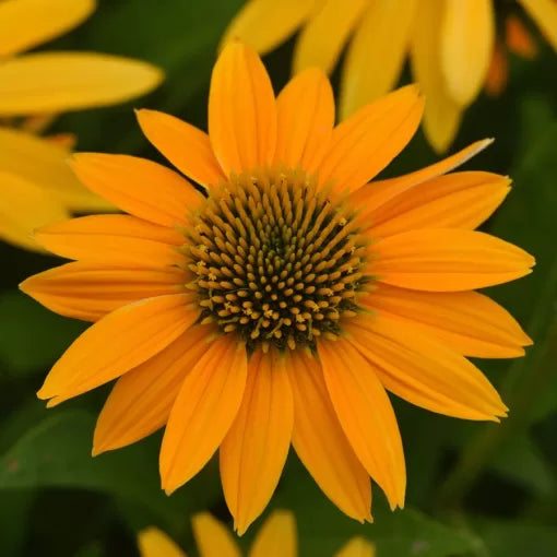 yellow yellow flower seeds