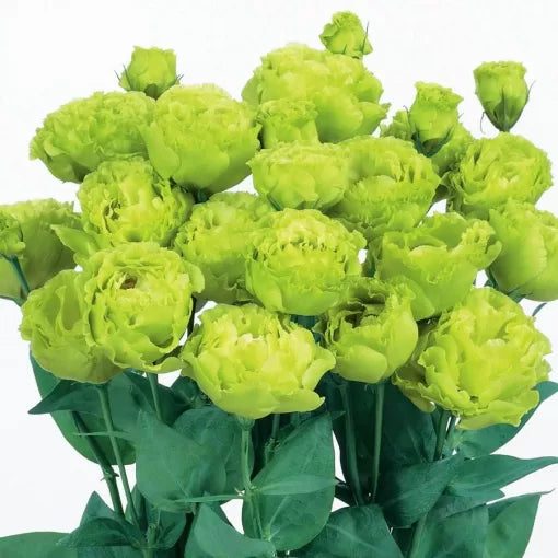 rosanne lisianthus large bloom