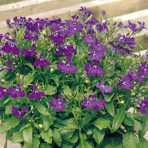 blue blue flower seeds