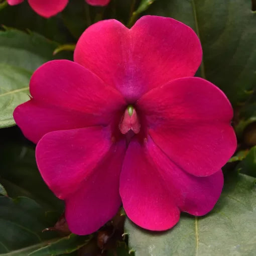 magenta bliss flower seeds