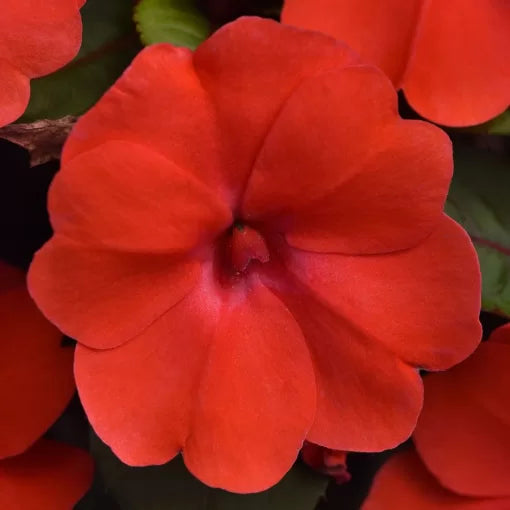 orange orange flower seeds