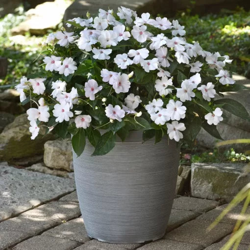 white white flower seeds