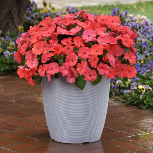salmon glow flower seeds