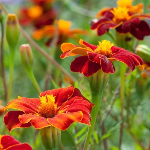 red orange flower seeds