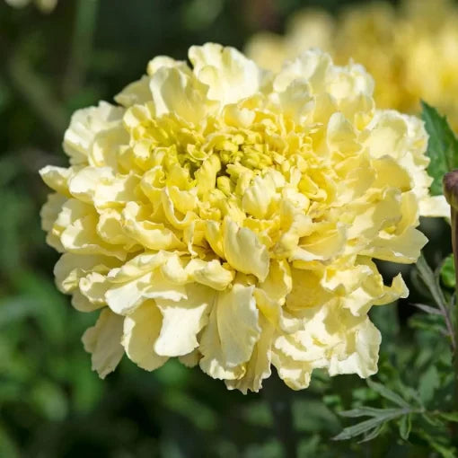 white white flower seeds