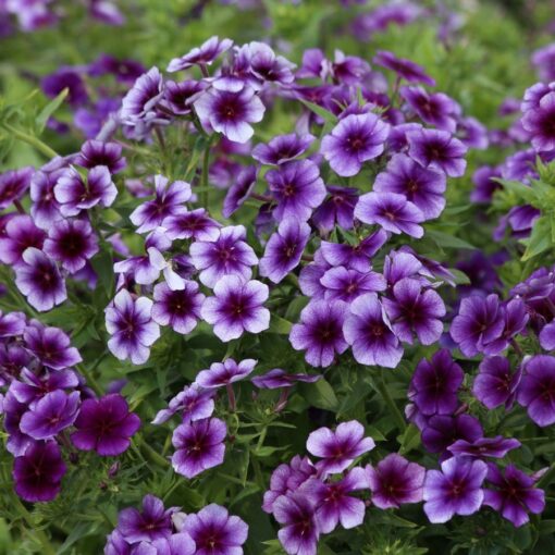 blue lavender flower seeds