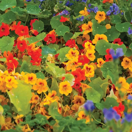 dwarf compact flower seeds