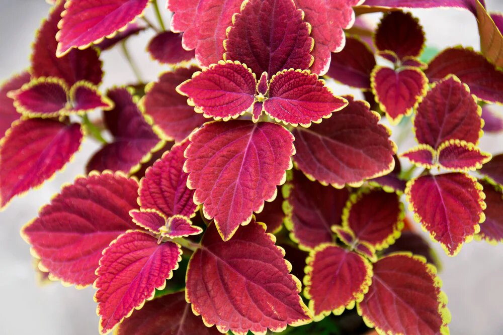 Red Coleus Plant Seeds for Planting – Heirloom Non-GMO High Germination Organic Seeds