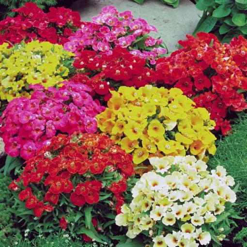 sundrops nemesia flower seeds