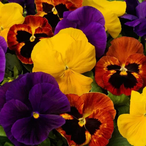 autumn mix flower seeds