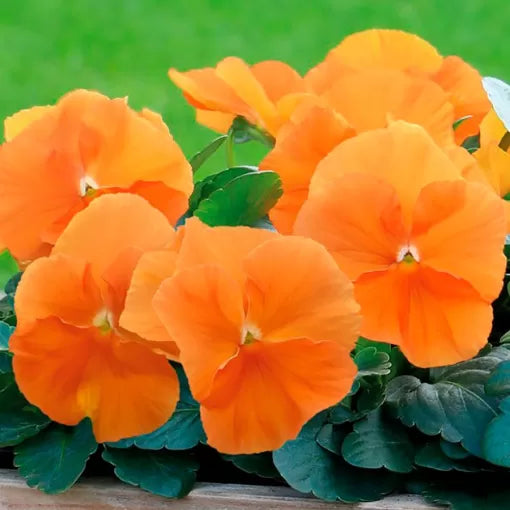 orange orange flower seeds