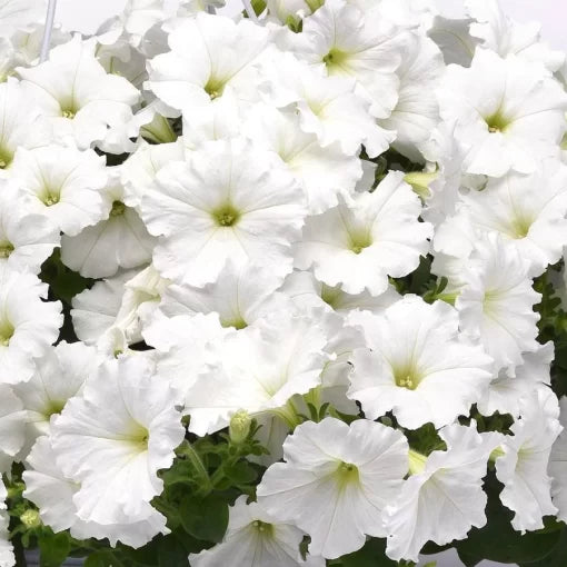 white white flower seeds