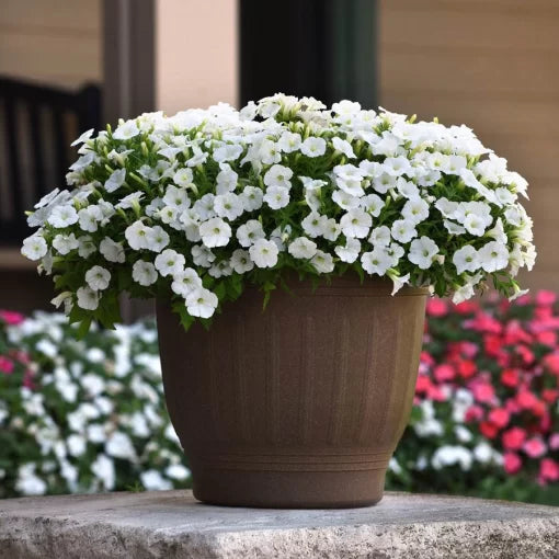 white white flower seeds