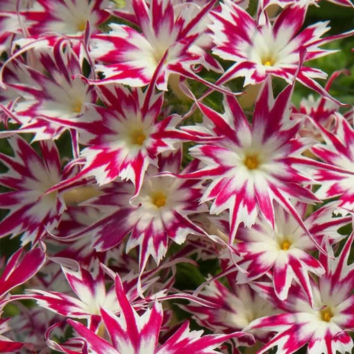 pink rose flower seeds