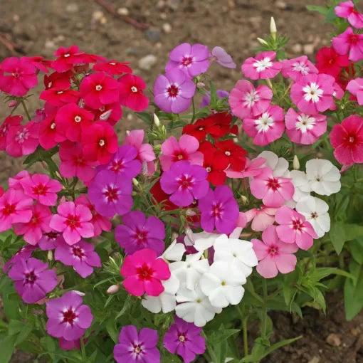 annual phlox flower seeds
