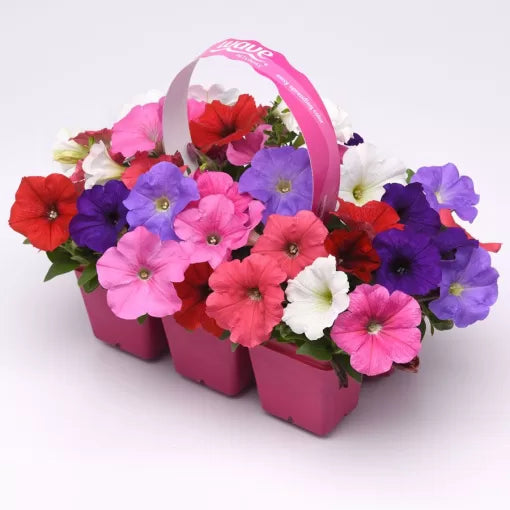 mula mix flower seeds