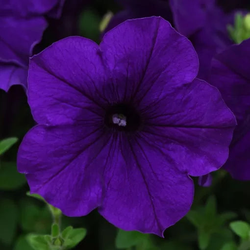 blue blue flower seeds