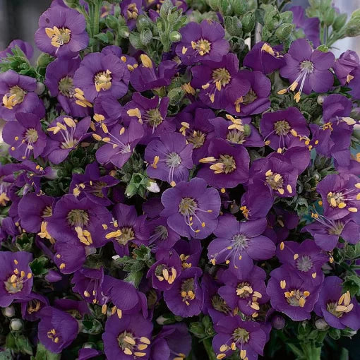 blue heavenly flower seeds