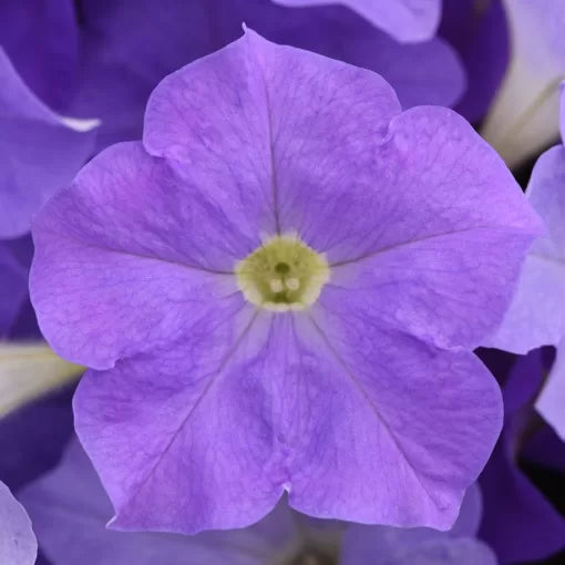 blue blue flower seeds