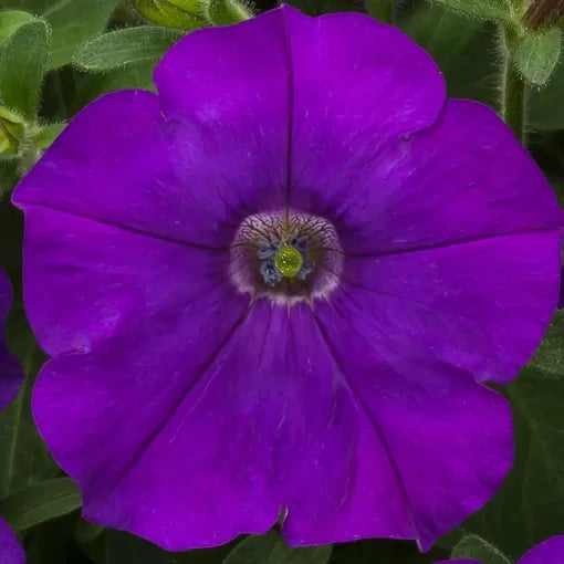 blue blue flower seeds