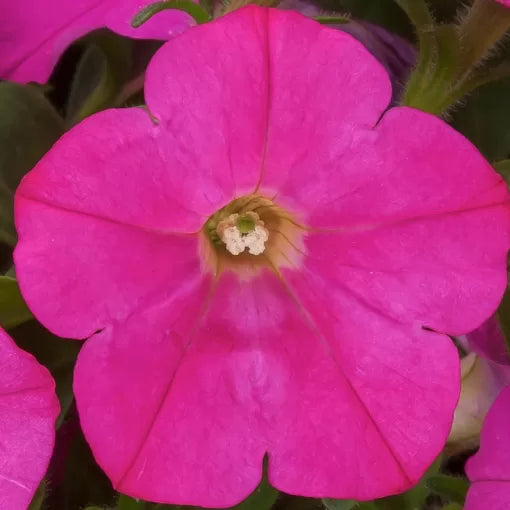 pink pink flower seeds