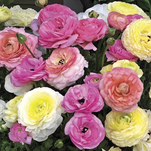 mache pastel flower seeds