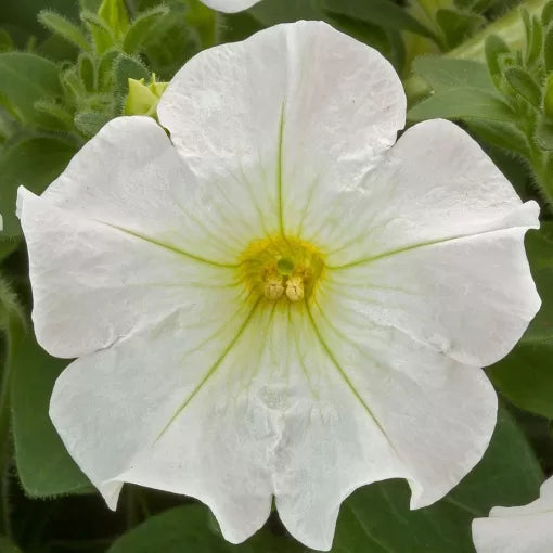 white white flower seeds