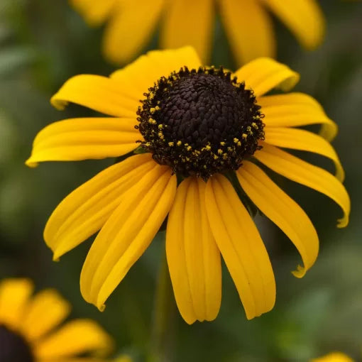 golden black flower seeds