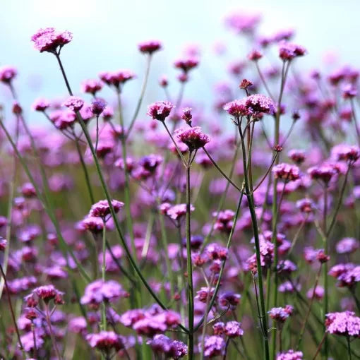 lavender pink flower seeds