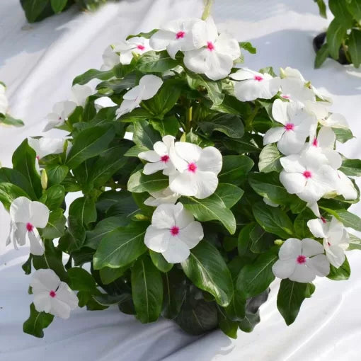 white pink flower seeds