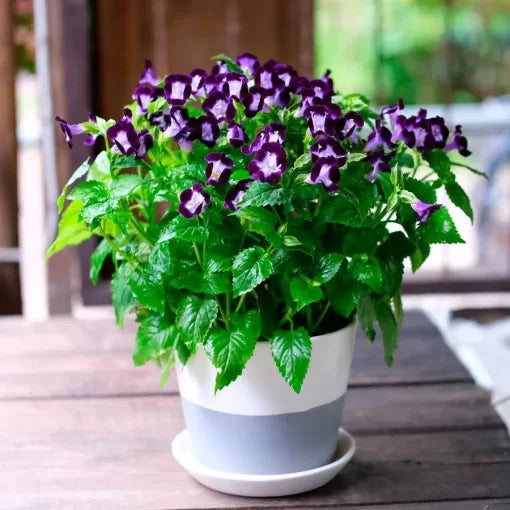 blue blue flower seeds